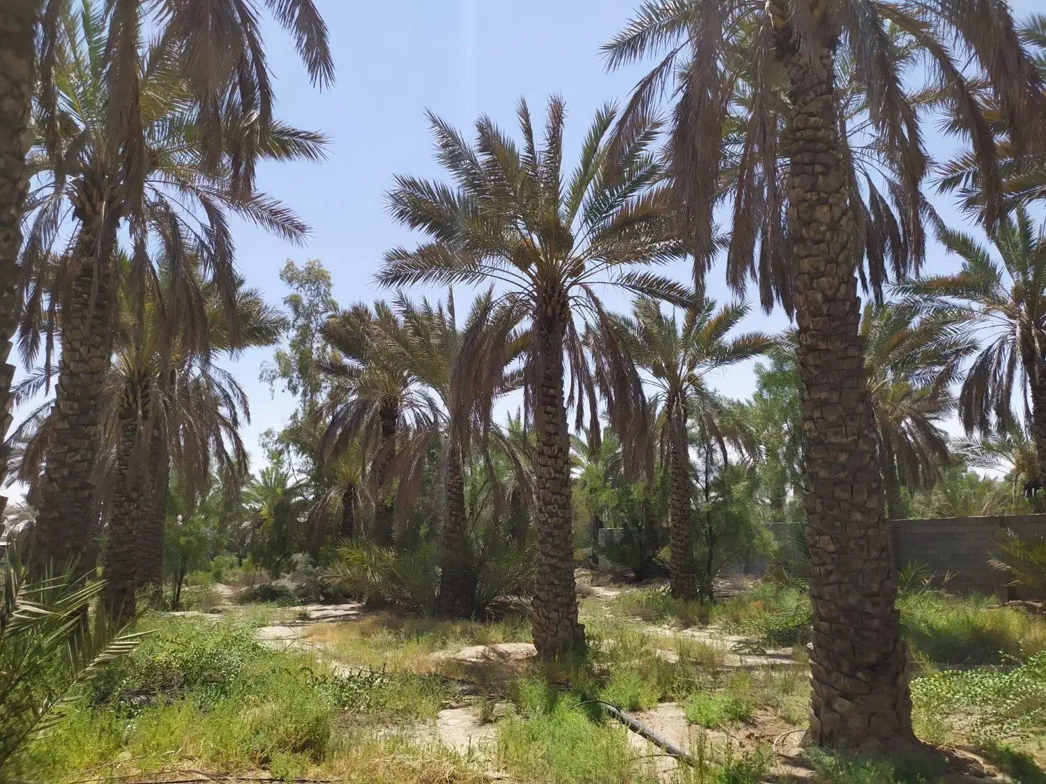 باغ شهری ۲۰۰۰ متری|فروش خانه و ویلا|جهرم, |دیوار