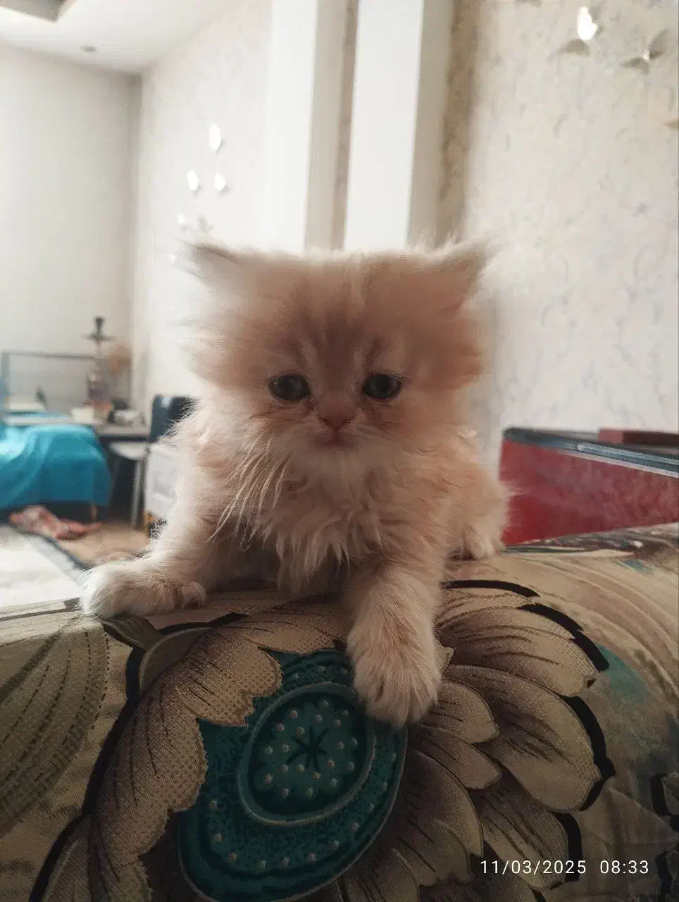 پرشین کرمی اصیل|گربه|کرج, فاز ۲ مهرشهر|دیوار