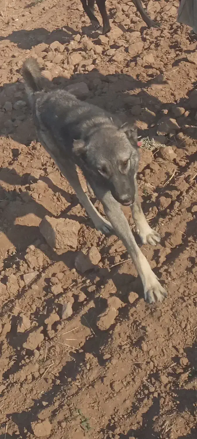 سگ گله گم شده|سگ|مراغه, |دیوار