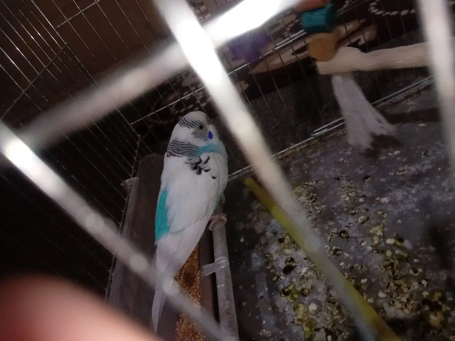 مرغ عشق نر بالغ|پرنده|مسجد سلیمان, |دیوار