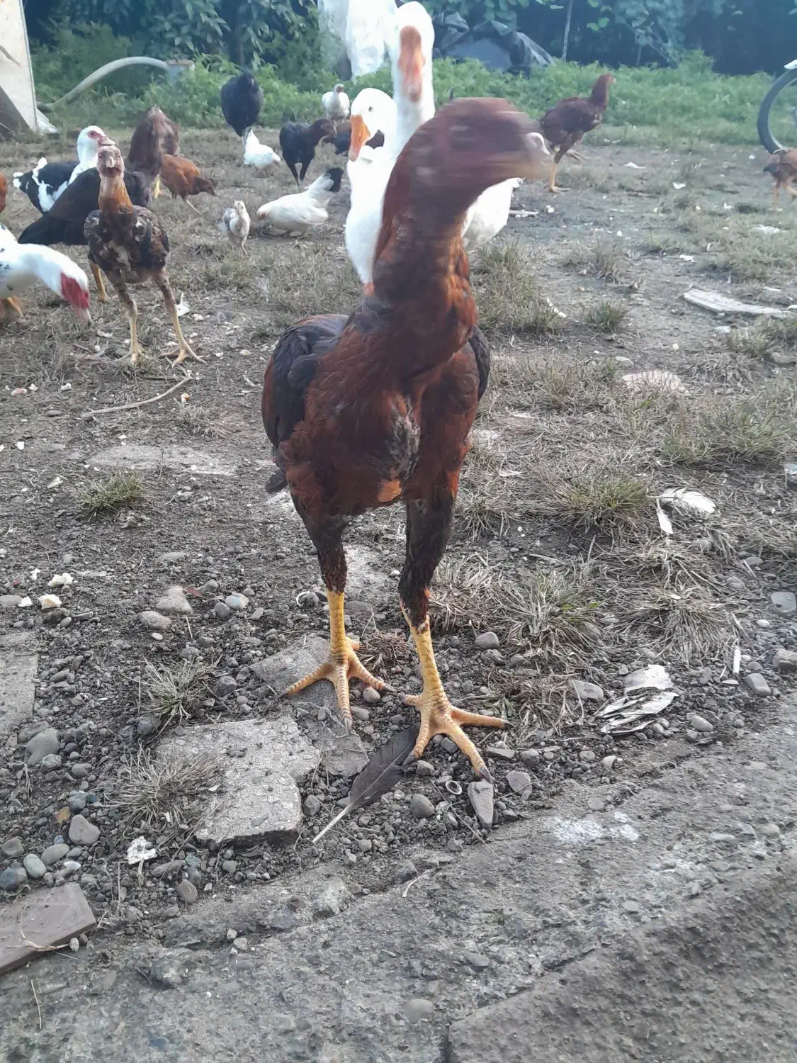 قو غاز مرغ و خروس لاری و ساده قدیمی و اردک اسی|حیوانات مزرعه|لوندویل, |دیوار