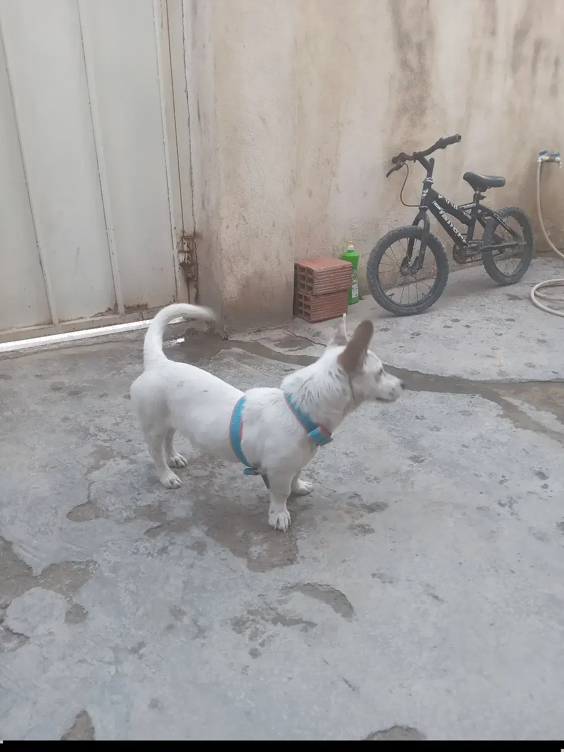 سگ پاکوتاه فروشی|سگ|گنبد کاووس, |دیوار