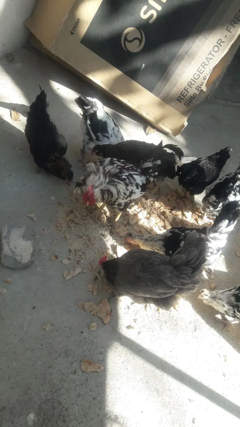 مرغ|حیوانات مزرعه|شاندیز, |دیوار