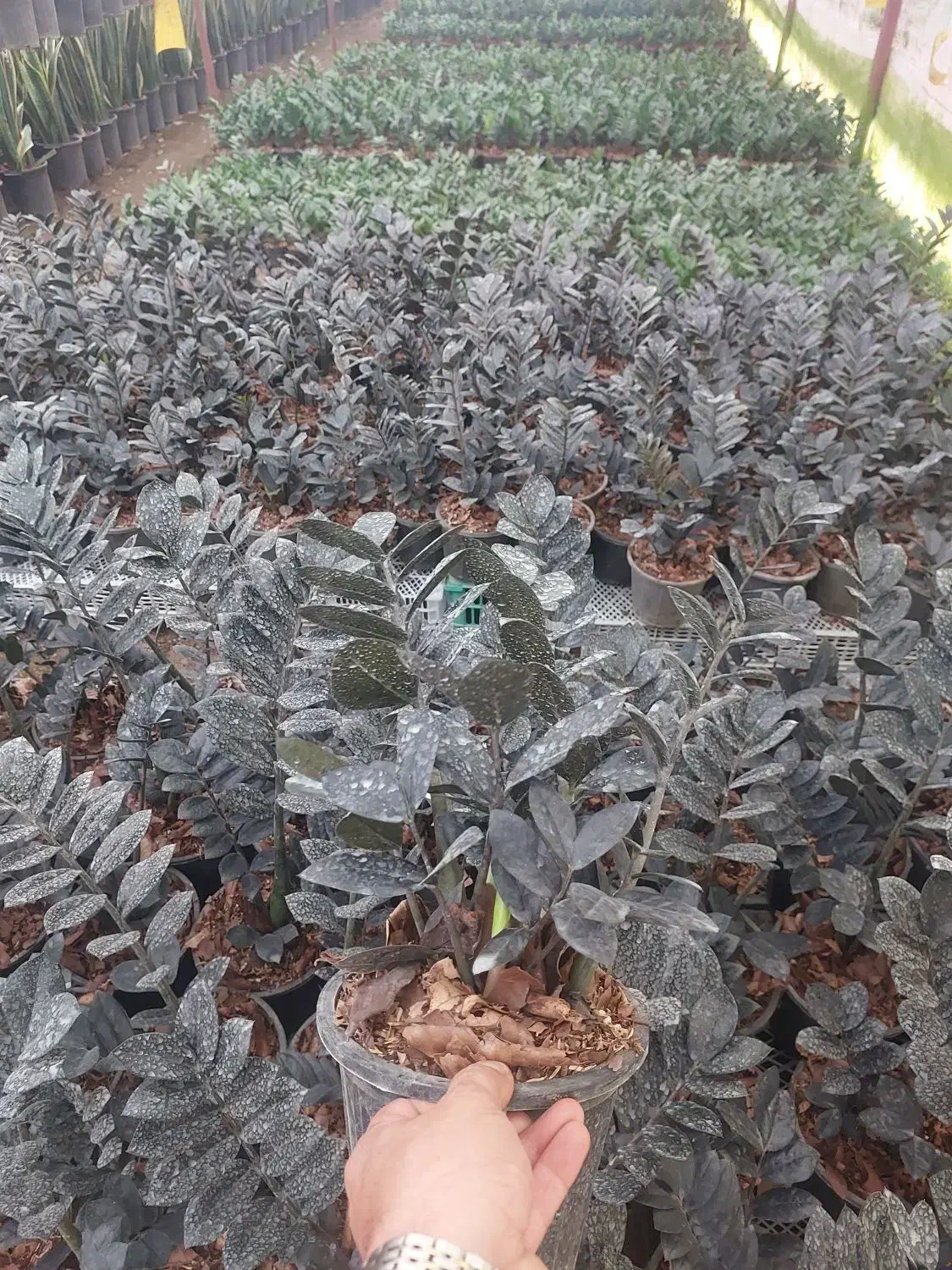 زاموفیلا سوپر بلک|گل و گیاه طبیعی|تهران, سازمان آب|دیوار