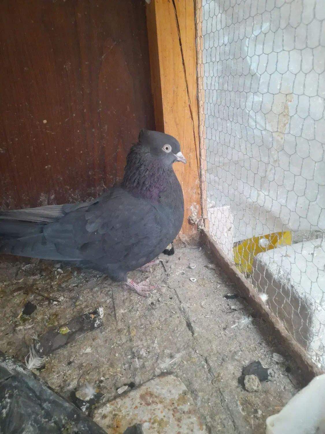 کفتر زاغ ابادانی|پرنده|فولادشهر, C5|دیوار