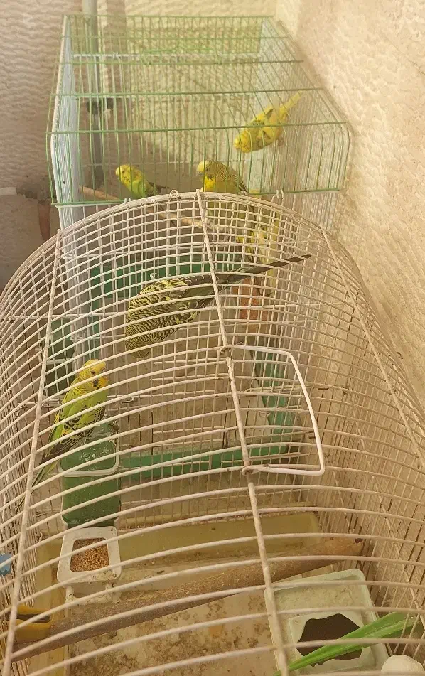 پرنده|پرنده|تهران, شهرک چیتگر|دیوار