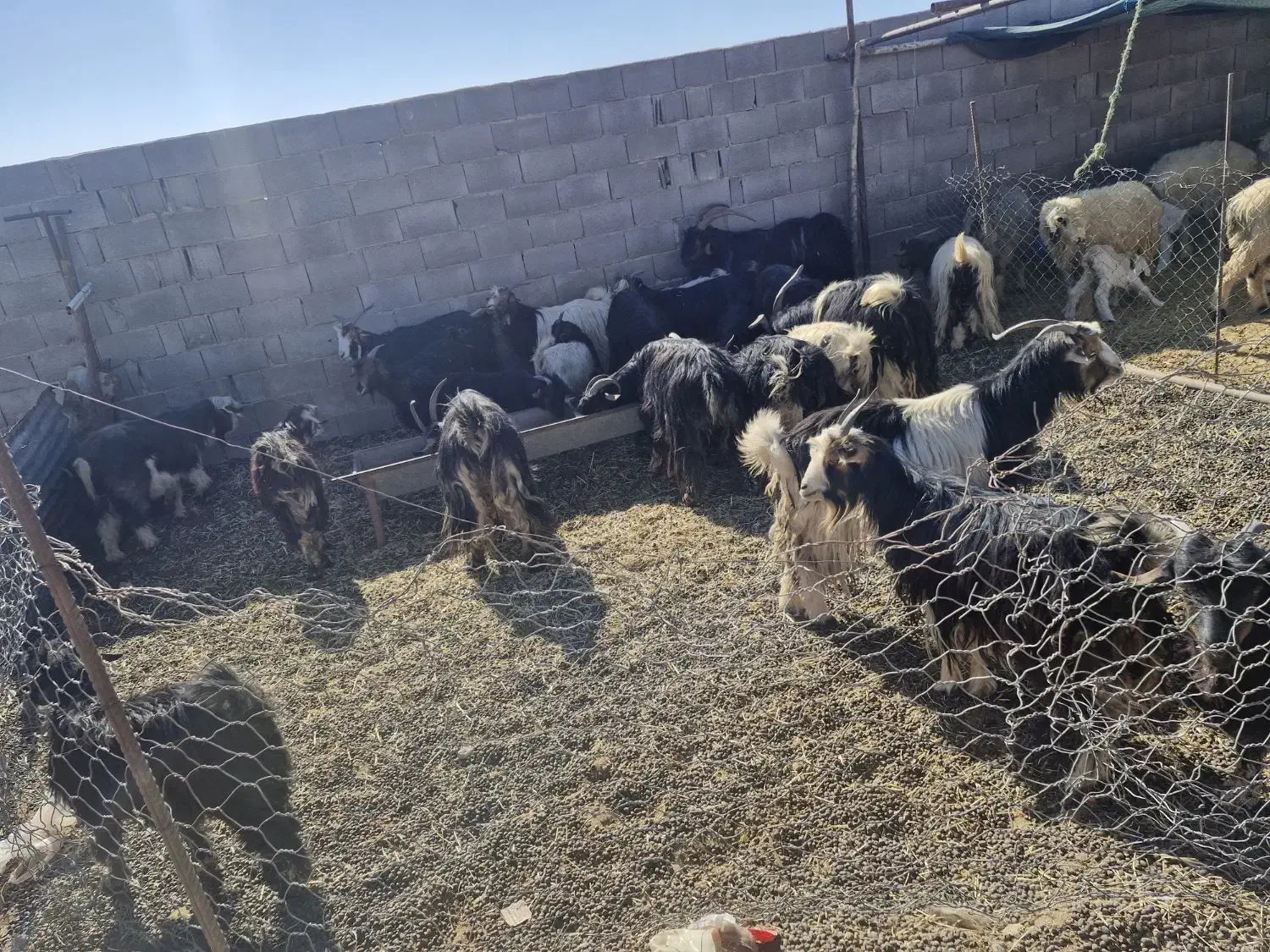 فروشی بز|حیوانات مزرعه|ایذه, |دیوار