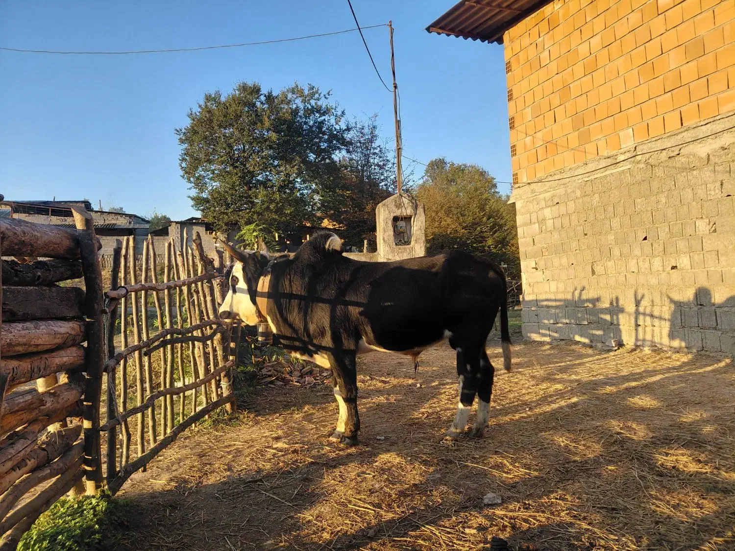 گاو نر محلی   چمری کر|حیوانات مزرعه|شیرگاه, |دیوار