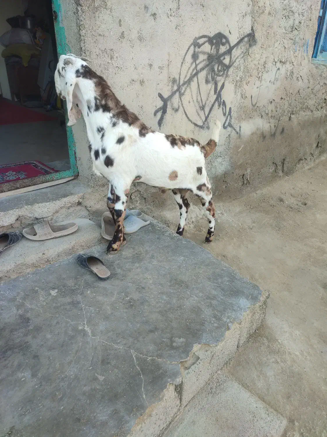 پنجاب نر رنگی برای نسل|حیوانات مزرعه|چابهار, |دیوار