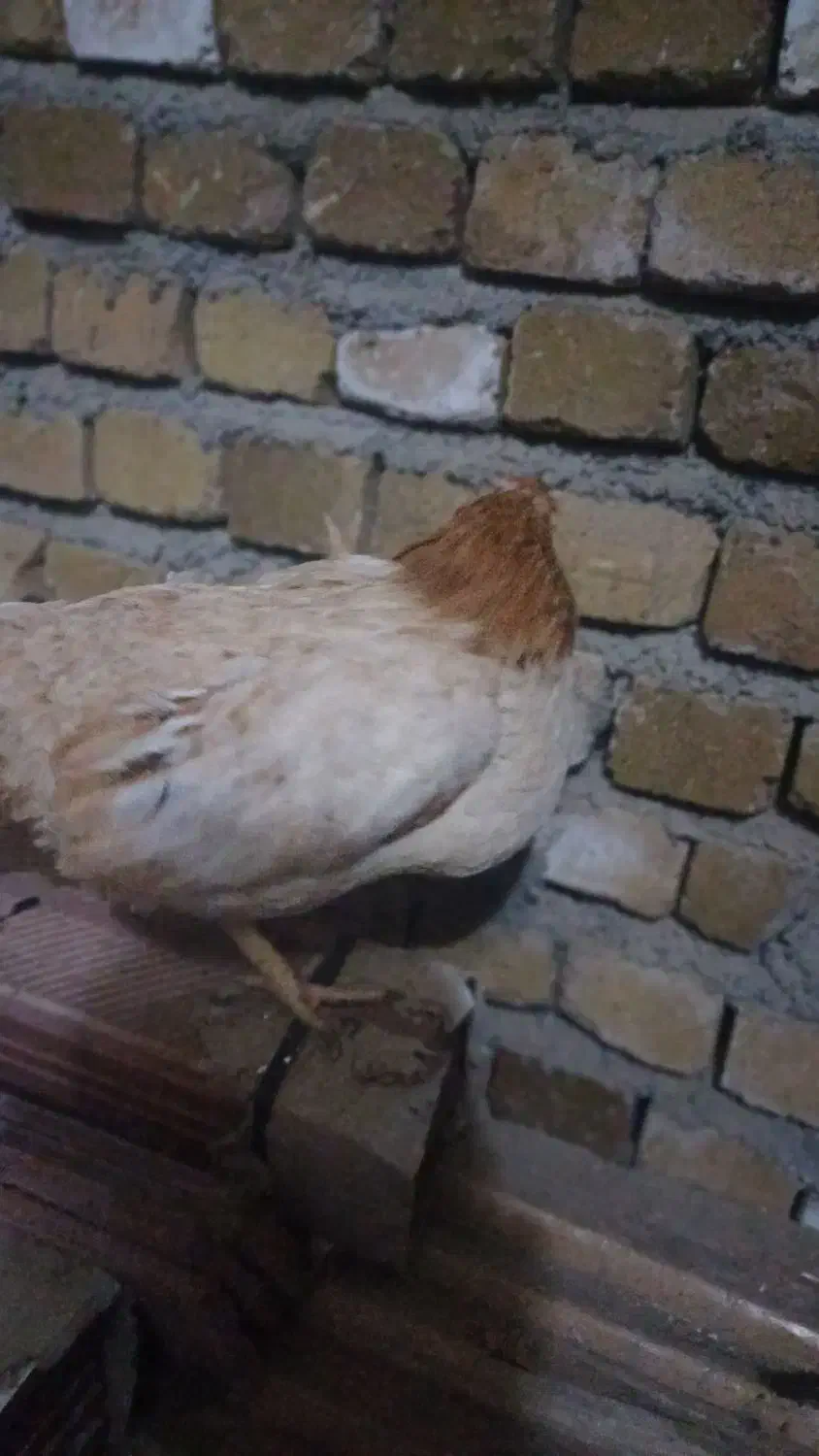 مرغ محلی|حیوانات مزرعه|سیلاخور, |دیوار