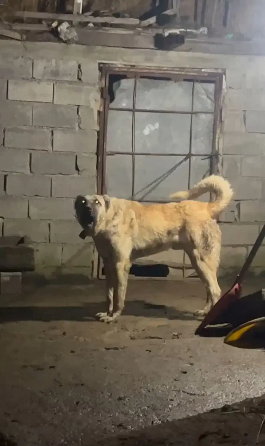 واگذاری سگ کانگال یا سرابی|سگ|تهران, دستغیب|دیوار