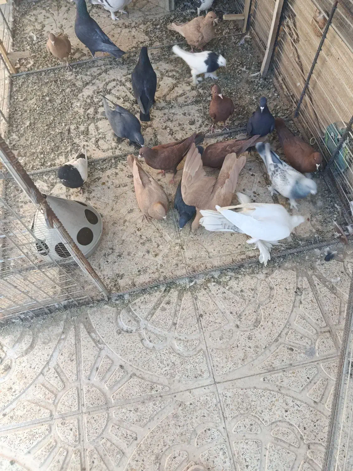 کبوتر|پرنده|ماهان, |دیوار