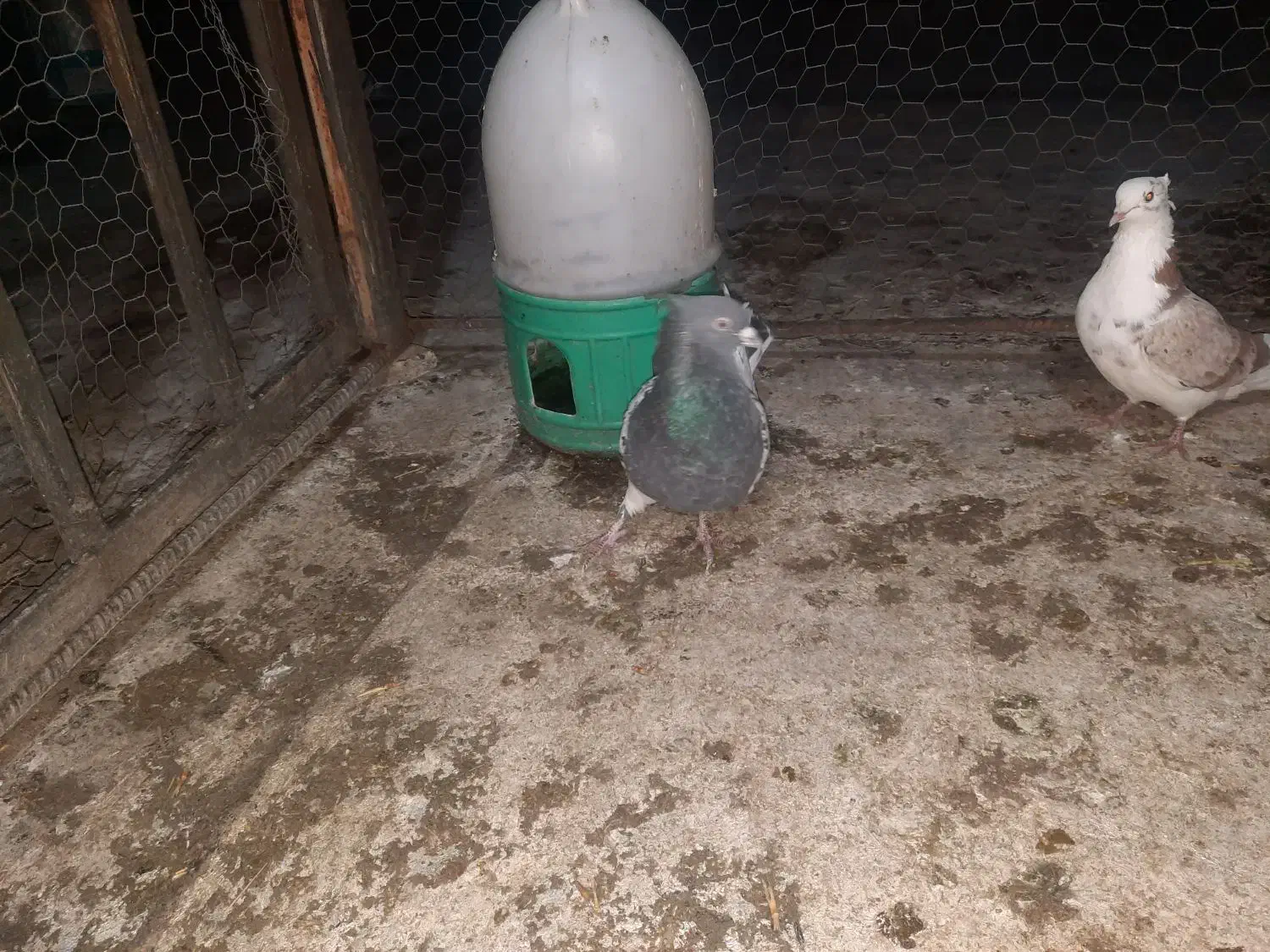 نرکله سبز|پرنده|خرم‌آباد, |دیوار