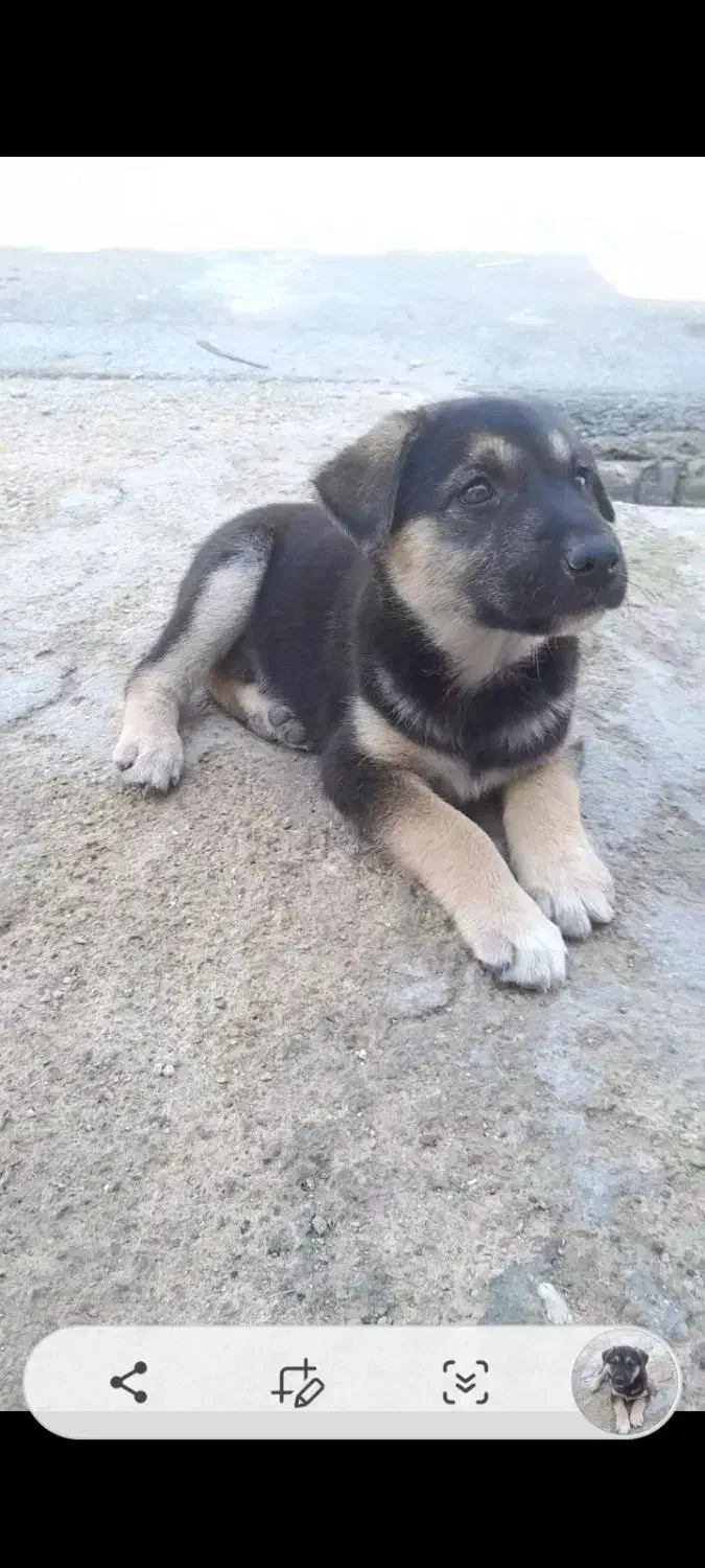 سگ فی ۱۵۰۰|سگ|بندر ماهشهر, |دیوار