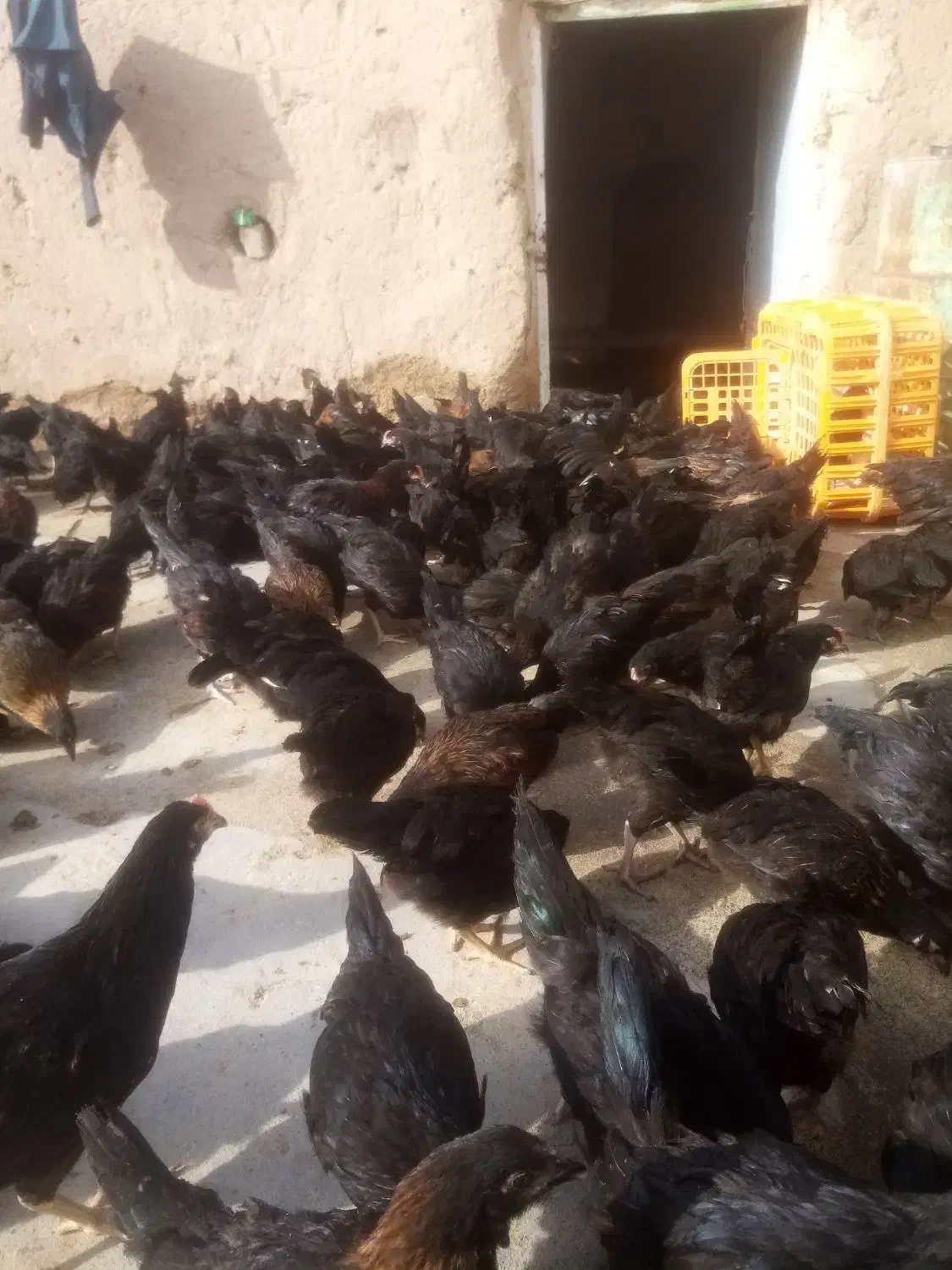 جوجه مرغ جهادی 83|حیوانات مزرعه|تربت‌حیدریه, پائین ولایت|دیوار