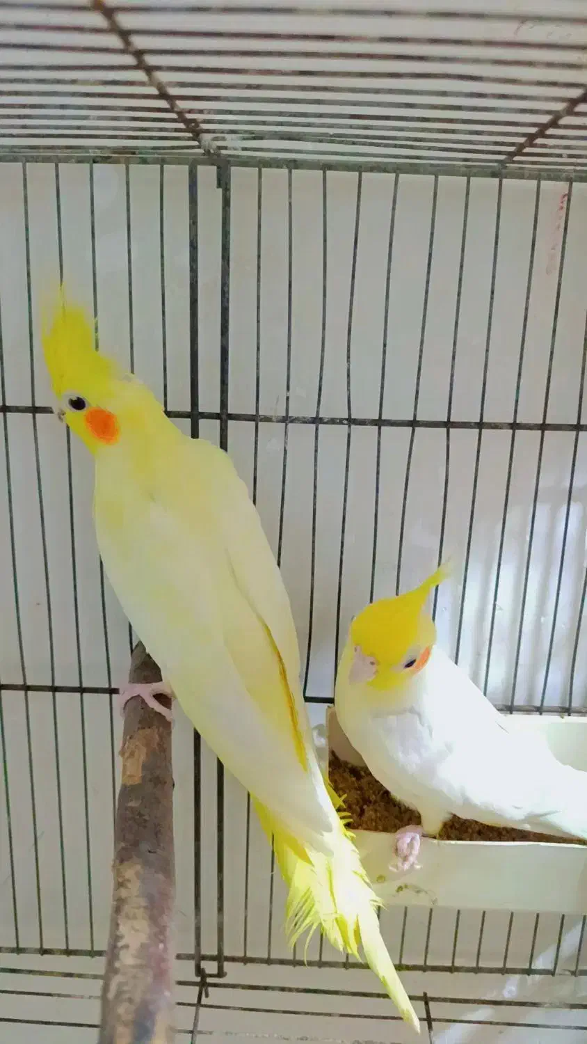 عروس هلندی مولد|پرنده|ساری, |دیوار