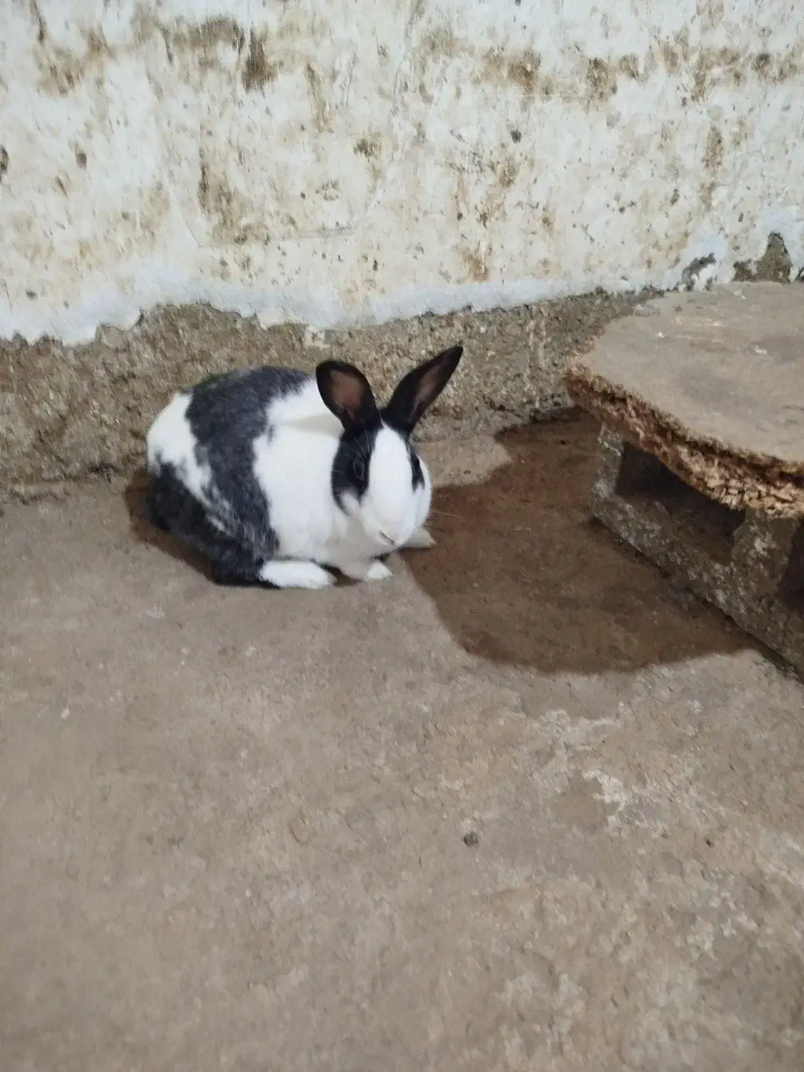 دو عدد خرگوش بالغ|موش و خرگوش|آزادشهر, |دیوار