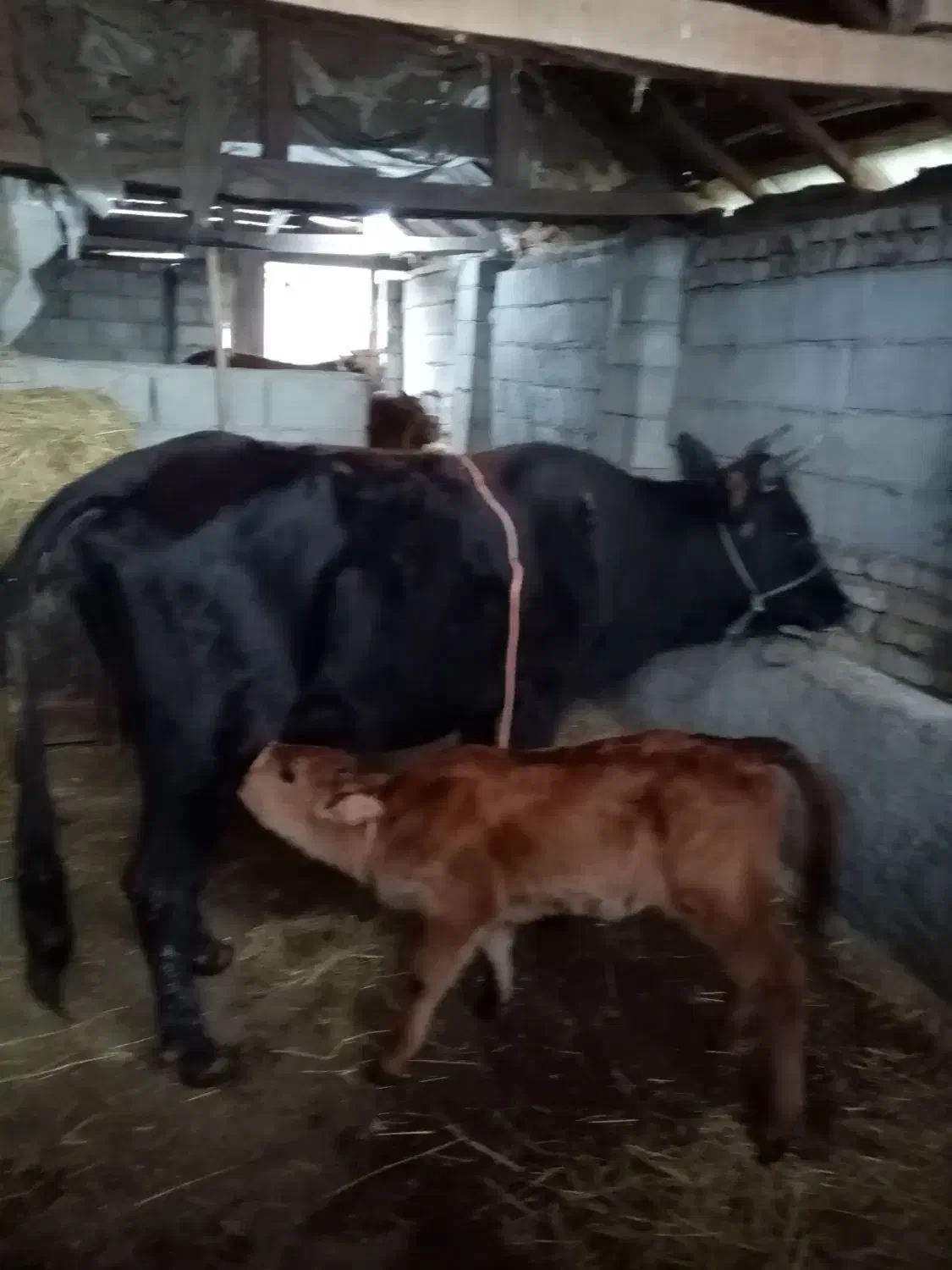 .دوتا گوساله داده..|حیوانات مزرعه|شاندرمن, |دیوار