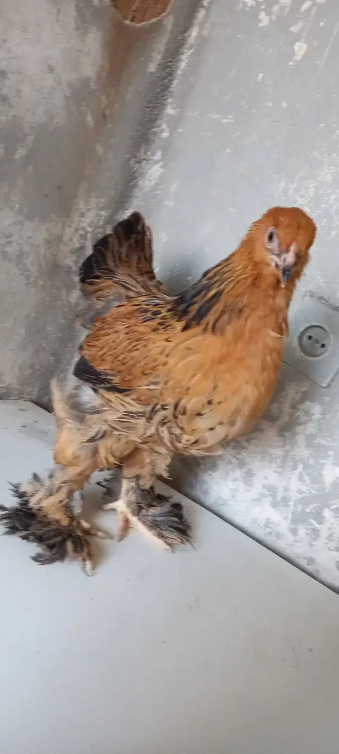 جوجه برهما|حیوانات مزرعه|قلعه نو, |دیوار