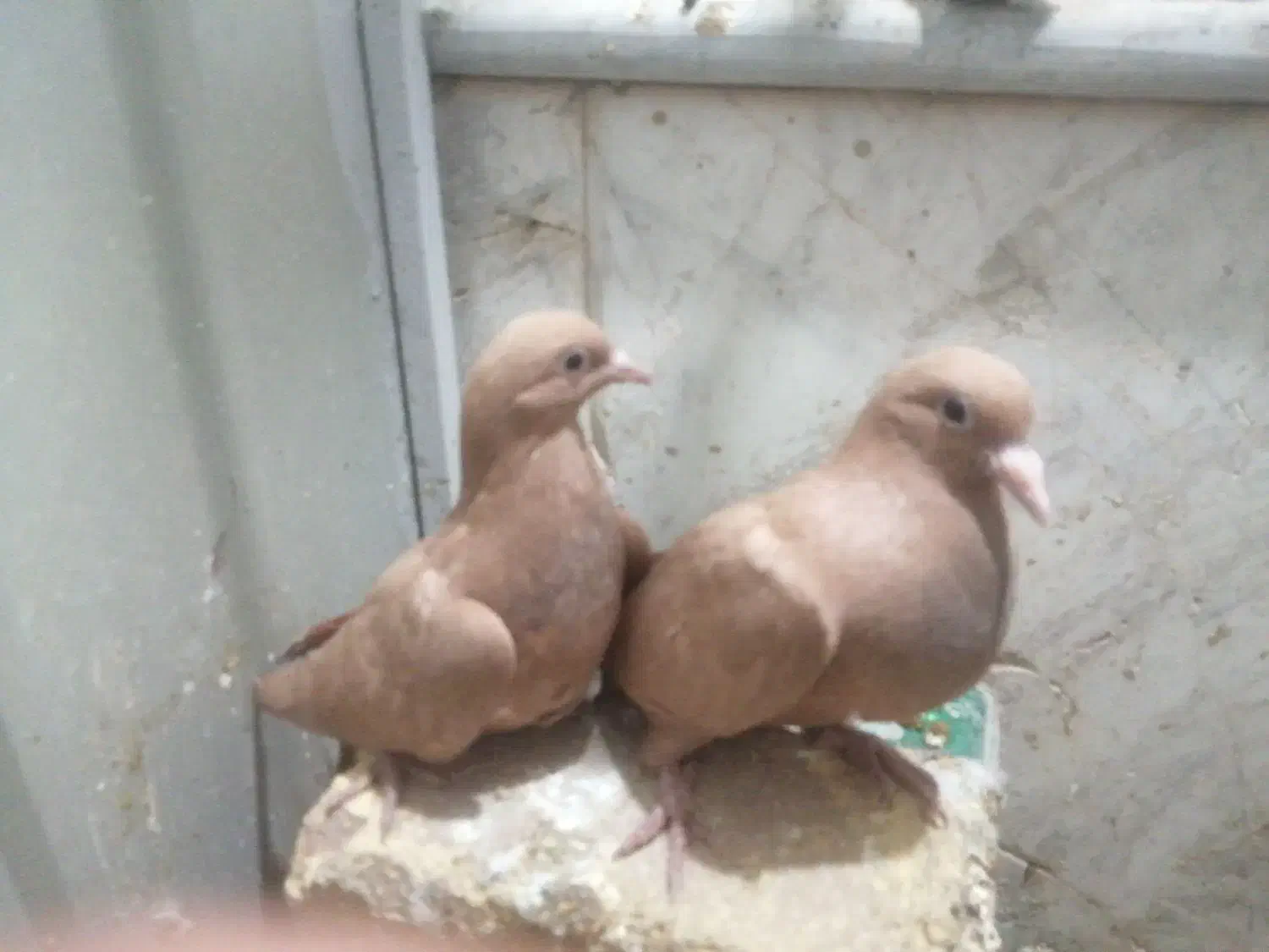 چندتا جوجه و کفتر|پرنده|تربت‌حیدریه, شهید قرنی|دیوار