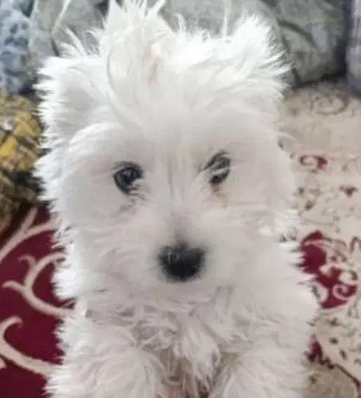 توله سگ سه ماهه شیتزو|سگ|سبزوار, شرق کال جنوبی (شمس آبادی)|دیوار