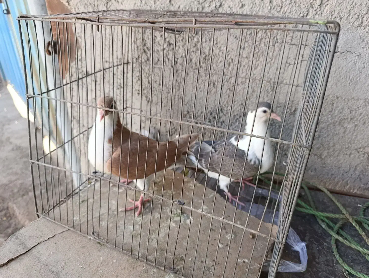 کبوتر چادری|پرنده|پاکدشت, شهرک انقلاب|دیوار