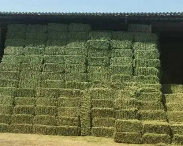 یونجه درجه یک|حیوانات مزرعه|نظرآباد, احمد آباد|دیوار