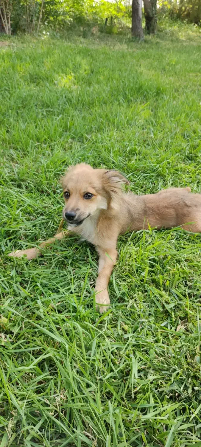 سگ‌خونگی‌‌پامراشپیتس|سگ|قدس, شهر‌قدس|دیوار