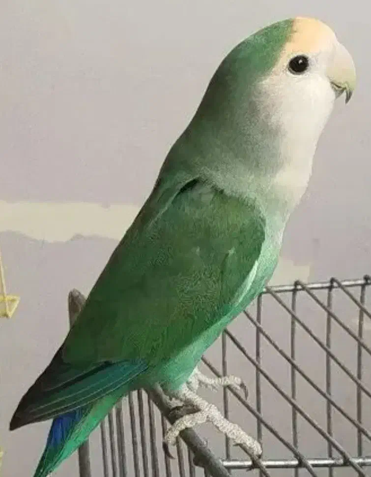 کوتوله برزیلی و مرغ عشق|پرنده|مشهد, شهرک مهرگان|دیوار