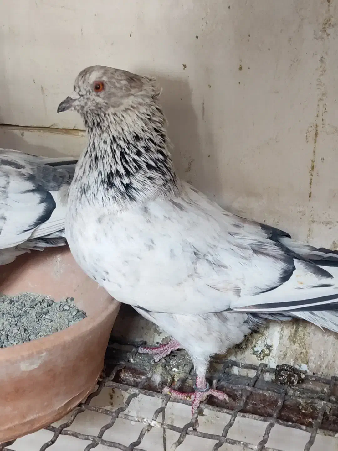 کبوتر پرشی زیبا|پرنده|شهریار, دهشاد بالا|دیوار