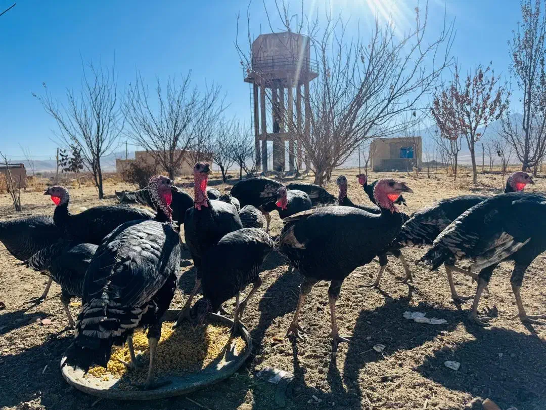 بوقلمون 7ماهه|حیوانات مزرعه|ازنا, |دیوار