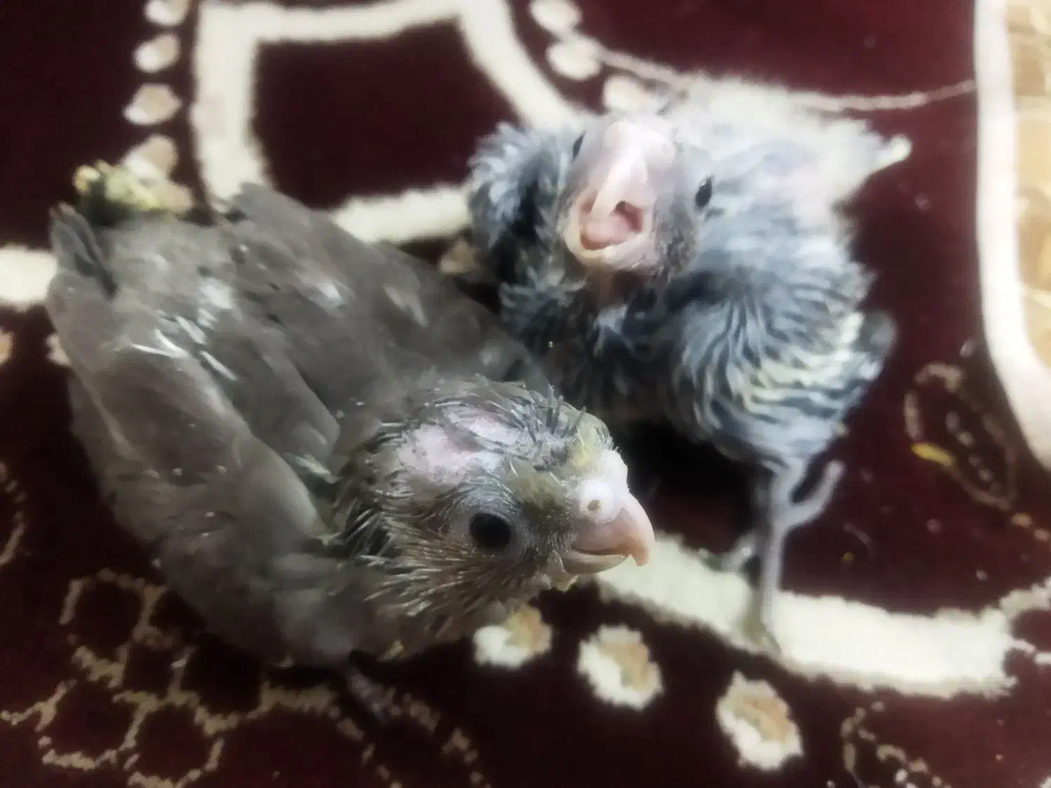 جوجه عروس سرلاکی 380|پرنده|گلمکان, |دیوار