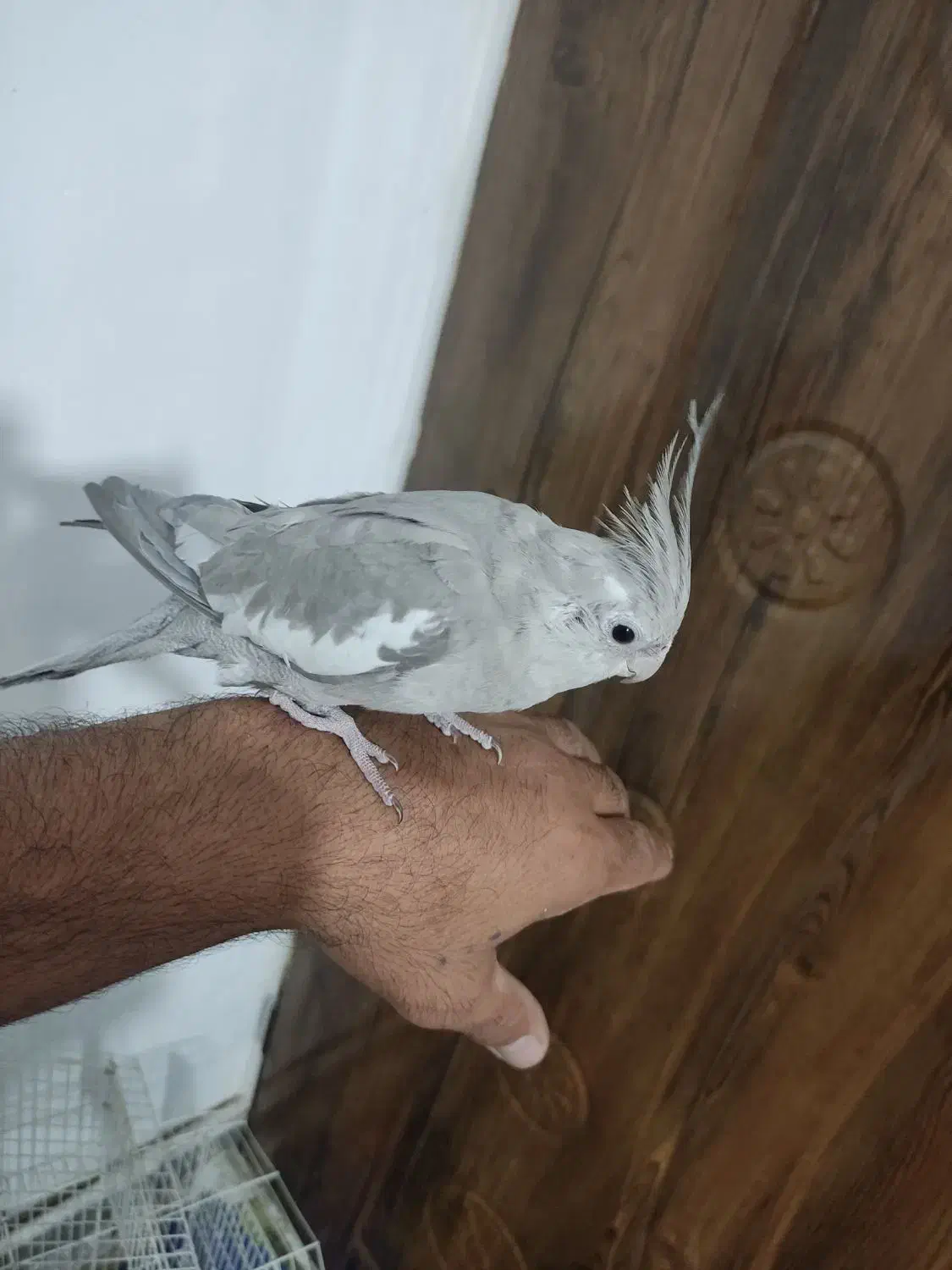 گمشده عروس هلندی|پرنده|رباط‌کریم, رباط‌کریم|دیوار