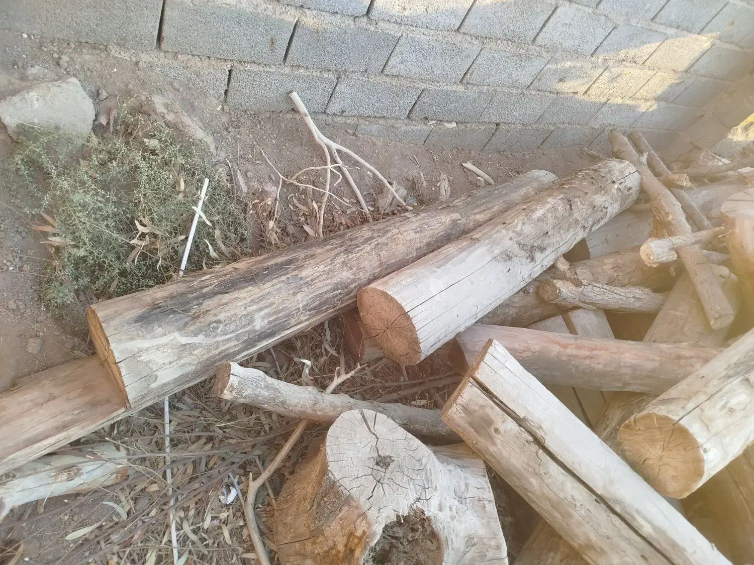 خرید چوب وبرش زدن درخت‌های مزاحم پیر|خدمات باغبانی و درختکاری|رفسنجان, |دیوار