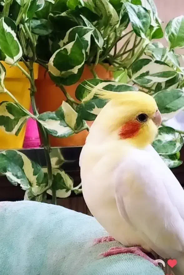 لوتینو زعفرانی نر|پرنده|رشت, نظری|دیوار