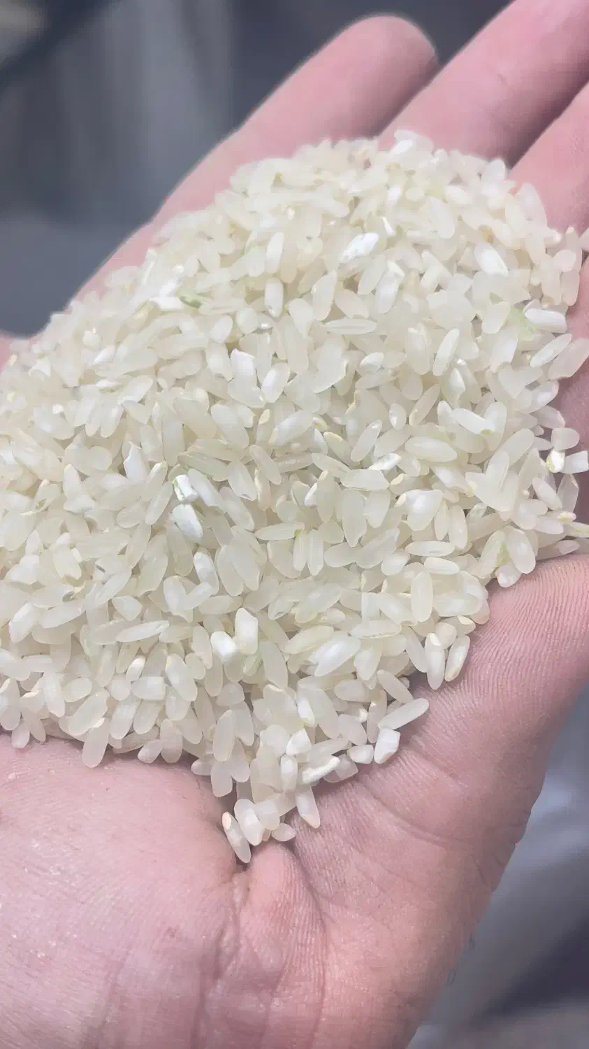 برنج کامفیروزی درجه یک به شرط پخت|خوردنی و آشامیدنی|شیراز, رکن‌آباد|دیوار