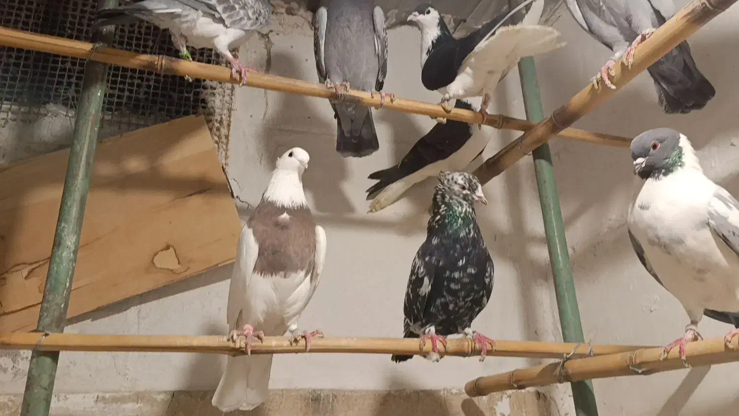 کبوتر.یاکفتر تهرانی شهرستانی|پرنده|مشکیندشت, |دیوار