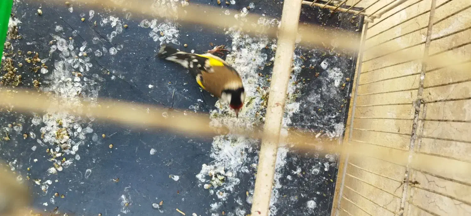 پرنده|پرنده|مشهد, مشکینی (شهرک غرب)|دیوار