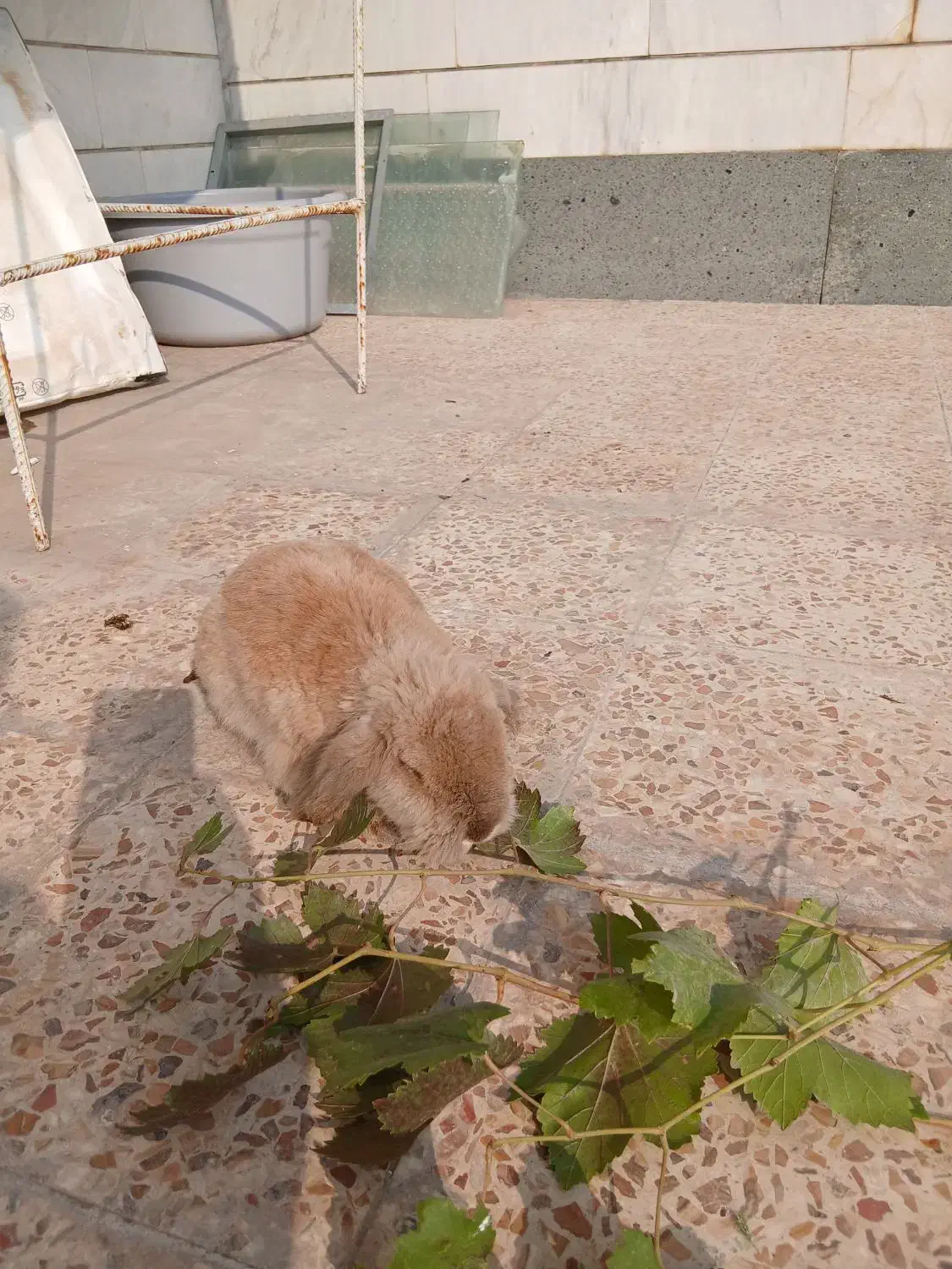 خرگوش لوپ|موش و خرگوش|خرم‌آباد, |دیوار