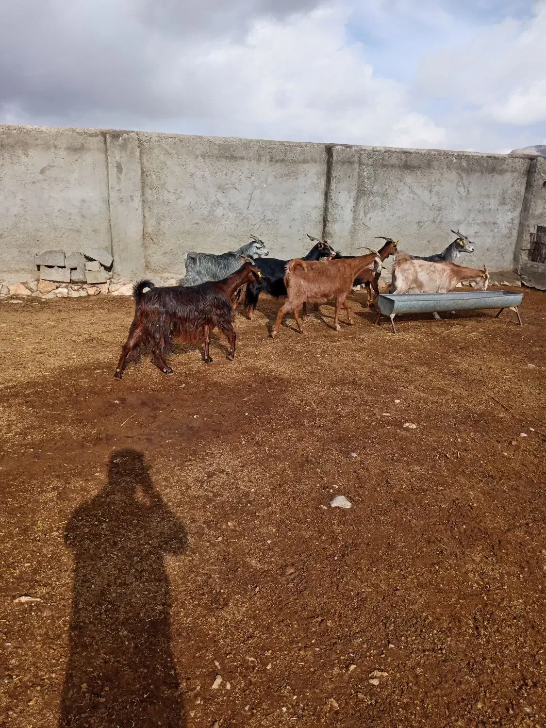 فروش دام داشتی فوری|حیوانات مزرعه|سمیرم, |دیوار