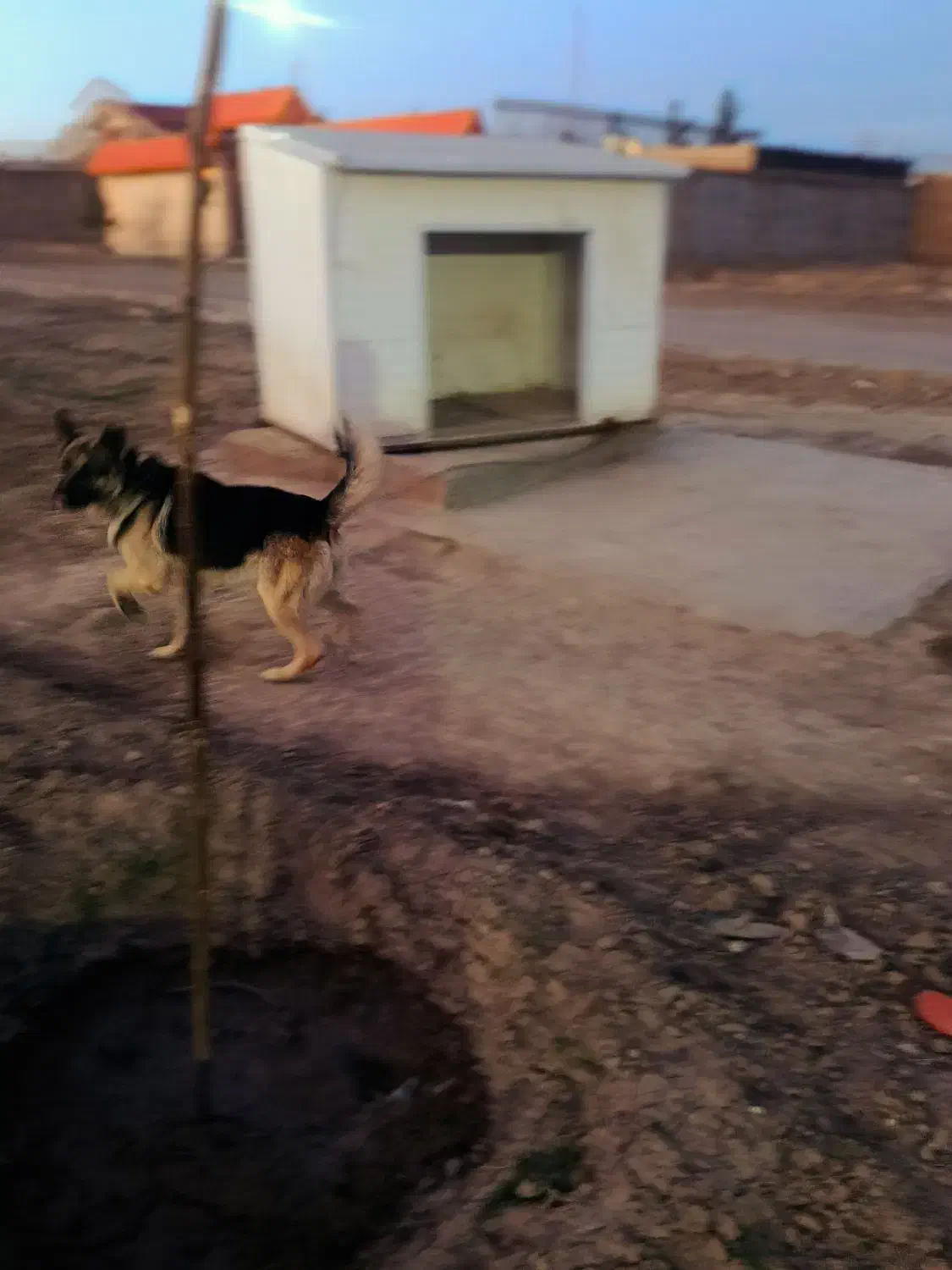 سگ ژرمن بلک|سگ|مشهد, کلاته برفی|دیوار