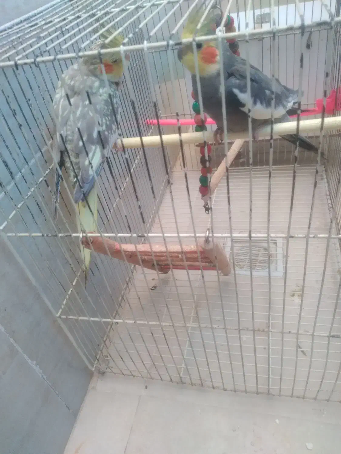 عروس|پرنده|رضویه, |دیوار