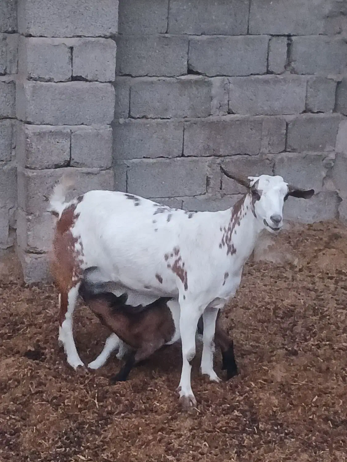 فروش بز صلاله گل توپی دوکهری|حیوانات مزرعه|خمیر, |دیوار