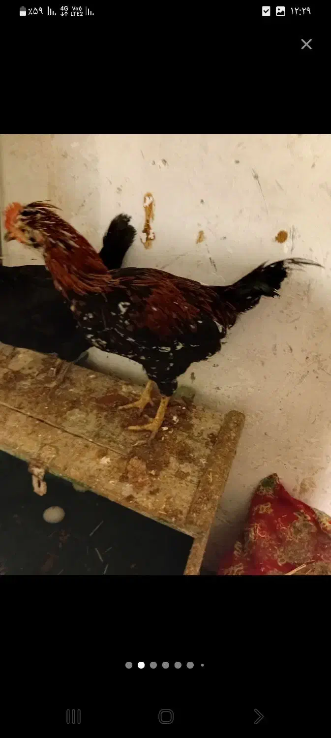 فنج نر خروس گلین|حیوانات|نظرآباد, نظرآباد|دیوار