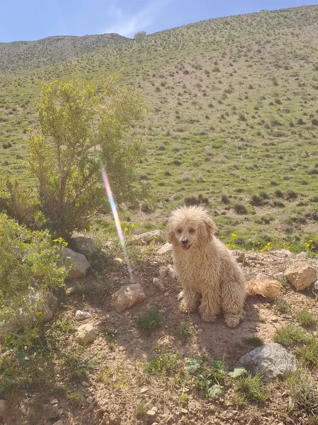 پودل های فرفری|سگ|تهران, نظامآباد|دیوار