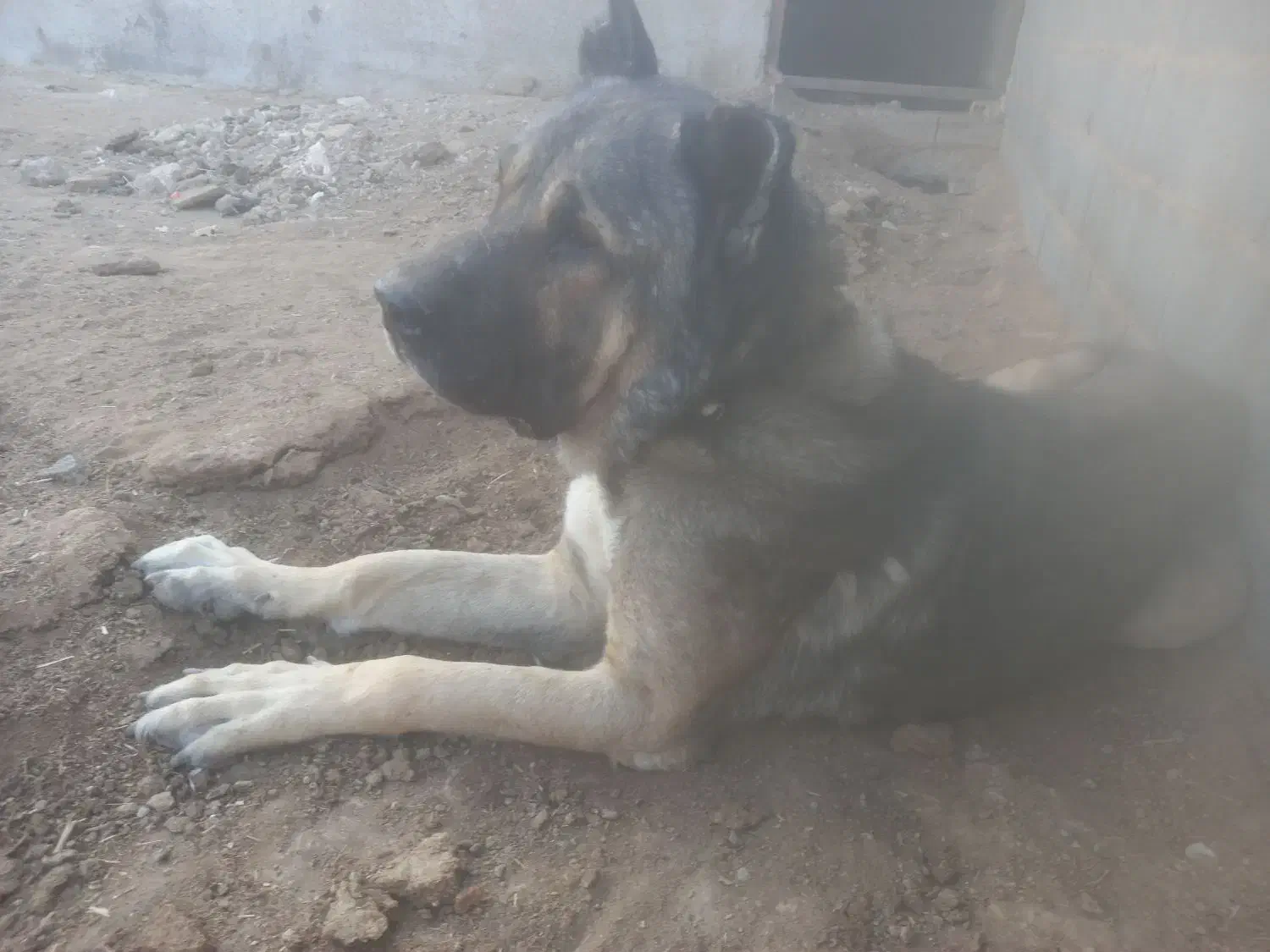 سگ صرابی|سگ|اژیه, |دیوار