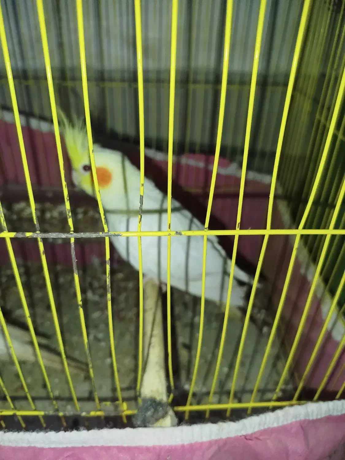 طوطی عروس هلندی|پرنده|بندر ماهشهر, |دیوار