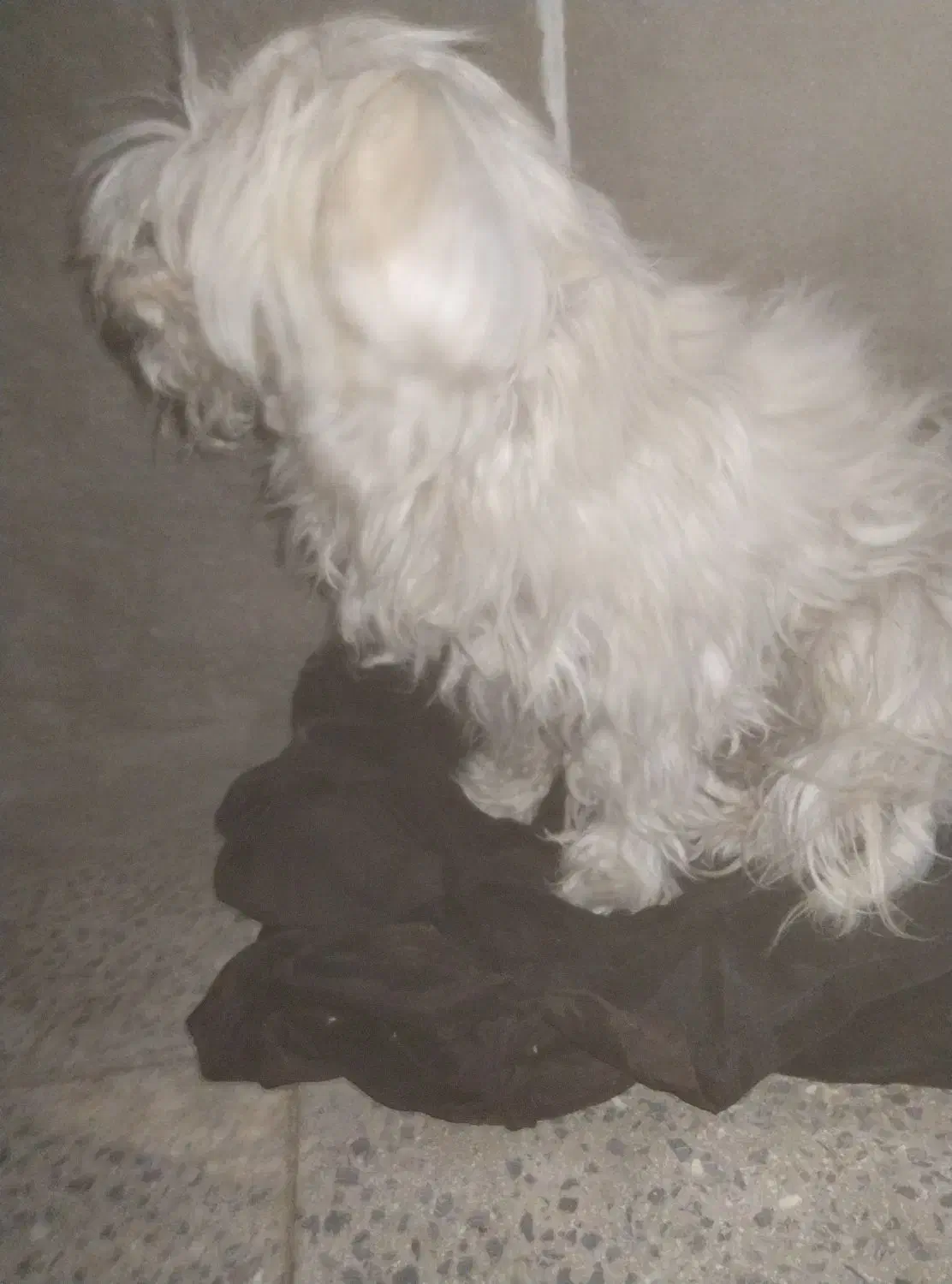 تول|سگ|ملایر, |دیوار