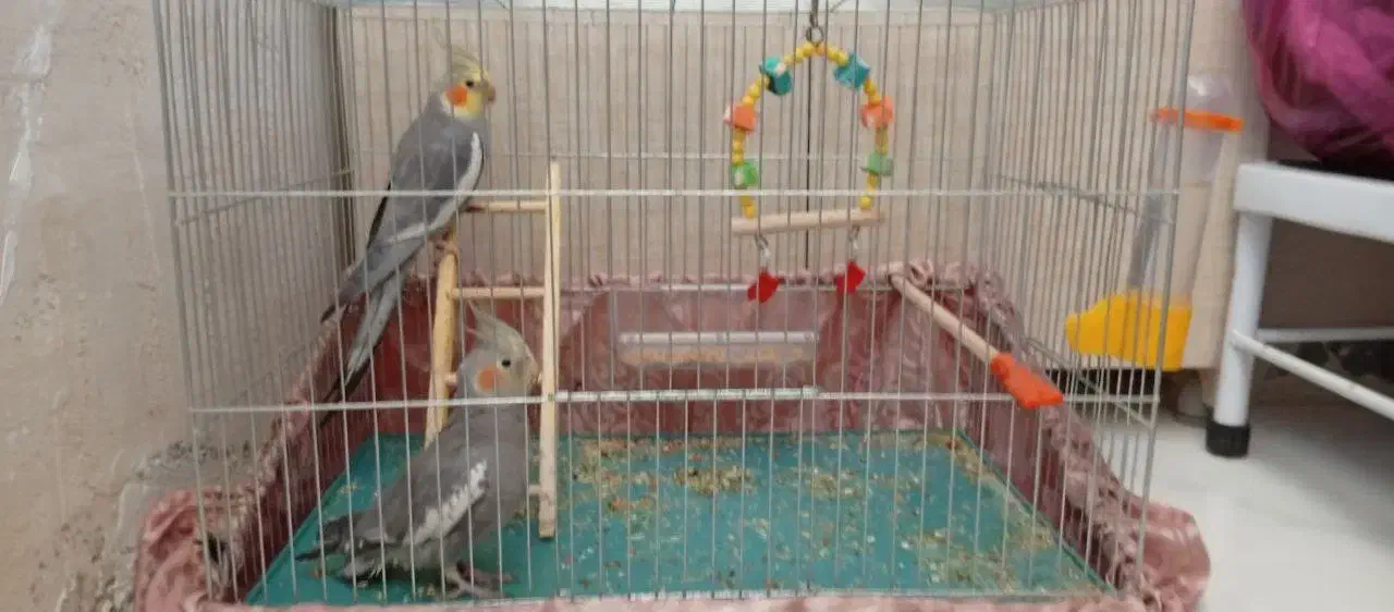 یک جفت عروس هلندی|پرنده|بوکان, |دیوار