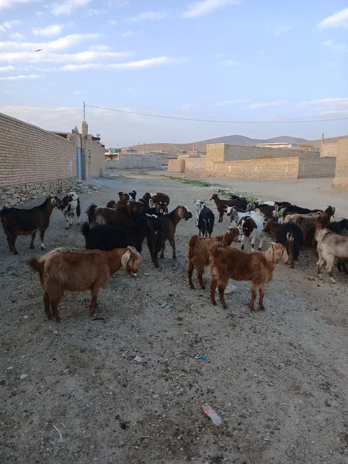 ۲۰عدد بز جوان هم داشتی هم کشتار ی قیمت توافقی|حیوانات مزرعه|ملایر, |دیوار